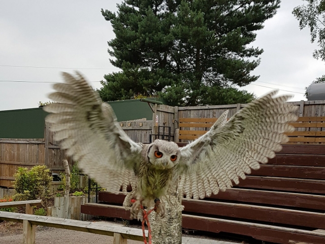 Stunning owls