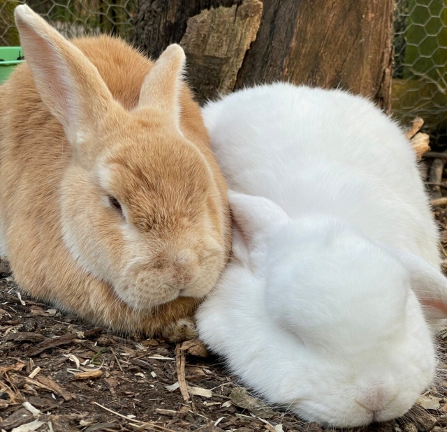  ¡Interactúa con nuestros conejos!
