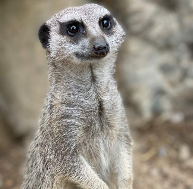  Entdecken Sie unsere lustigen Erdmännchen 