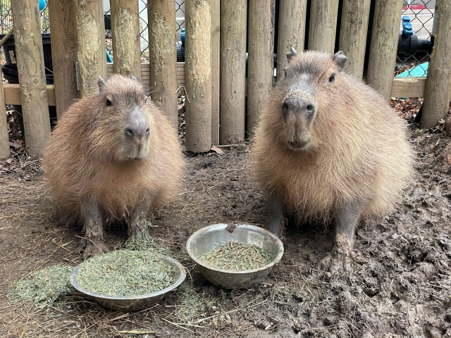  Les capybaras sont très amusants 
