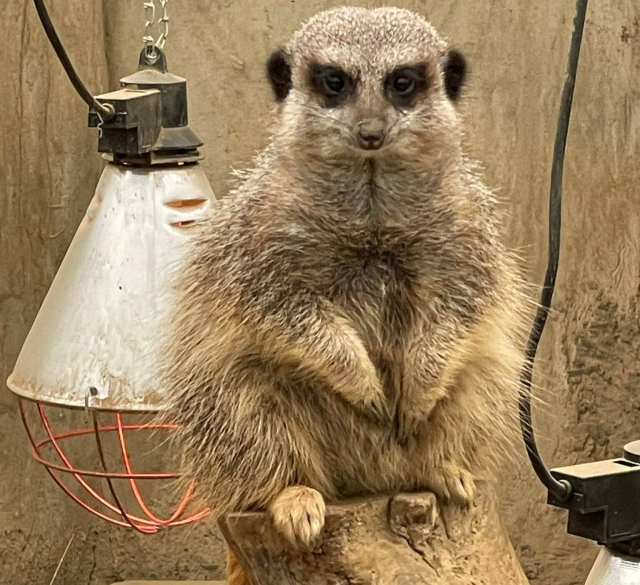  Les suricates nous surveillent toujours 