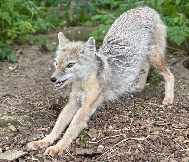  Rencontrez notre renard corsac, Simba