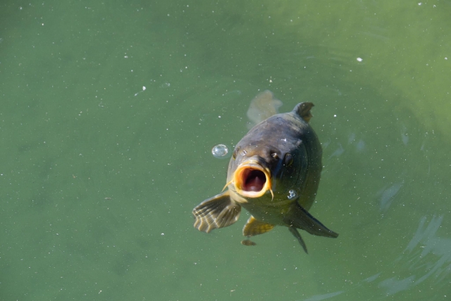  ¡Atrapa algunos peces! 