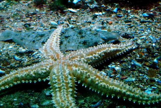  Vous pourriez voir une vie marine merveilleuse