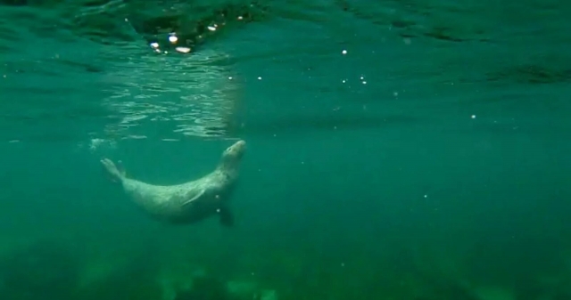  Avistar una foca 
