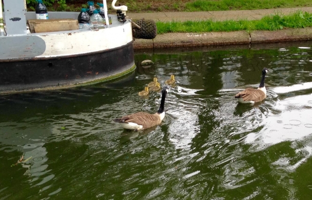 Friendly visitors