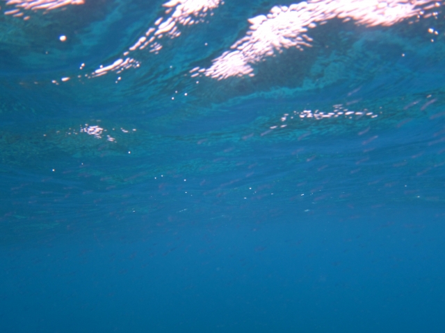 Exploring underneath the water is so fun
