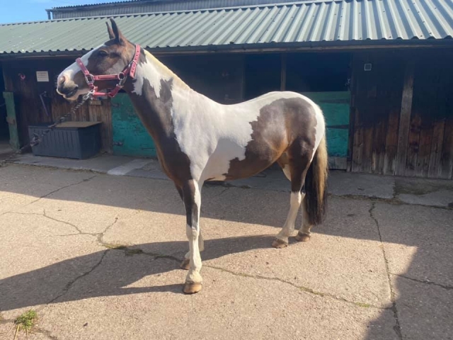  Conoce nuestros impresionantes caballos 
