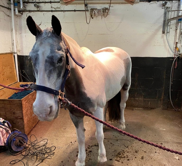 Ven a conocer nuestros encantadores caballos 