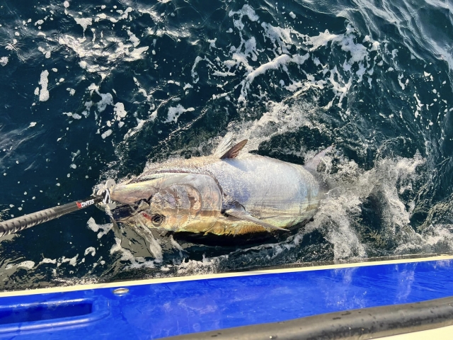  Belle prise ! 