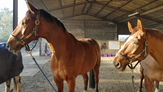  Imparare la routine equestre