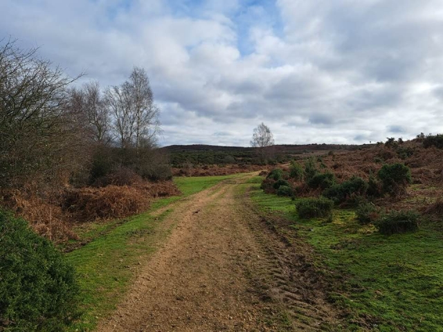 New Forest tracks