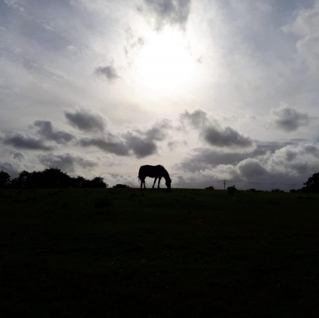  Horse country 