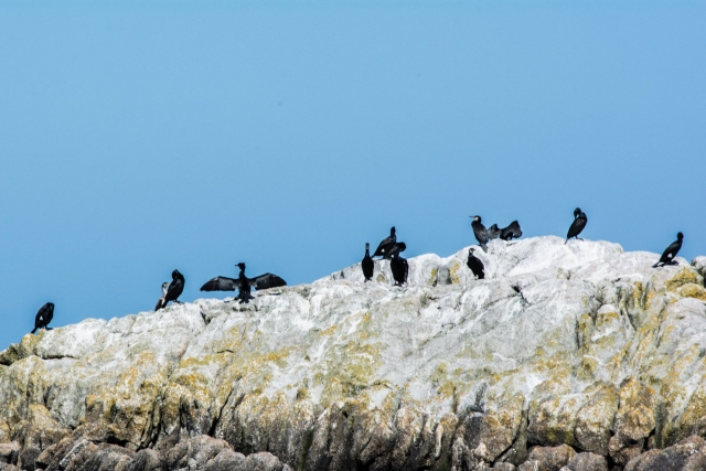  SeaBirds