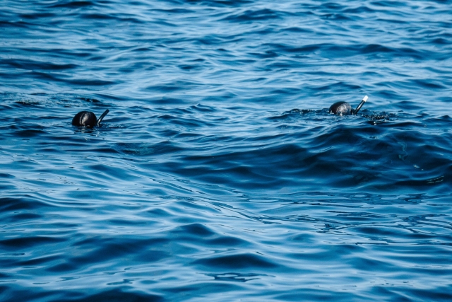  Schnorcheln im offenen Wasser