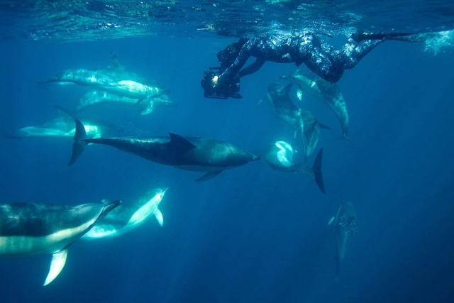  近距离观赏海洋生物 