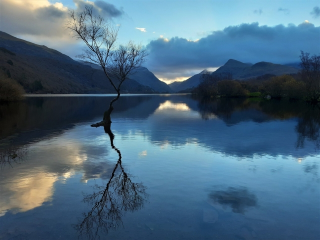  The Lone Tree 