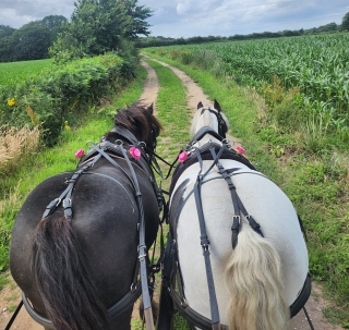 Horse-drawn Carriage in Selby+Afternoon Tea 1h