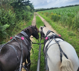 Horse-drawn Carriage in Selby+Picnic Hamper 1h