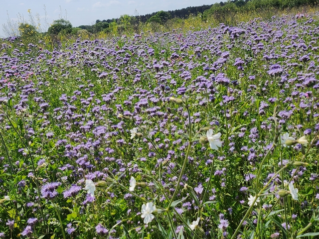  野花草地 