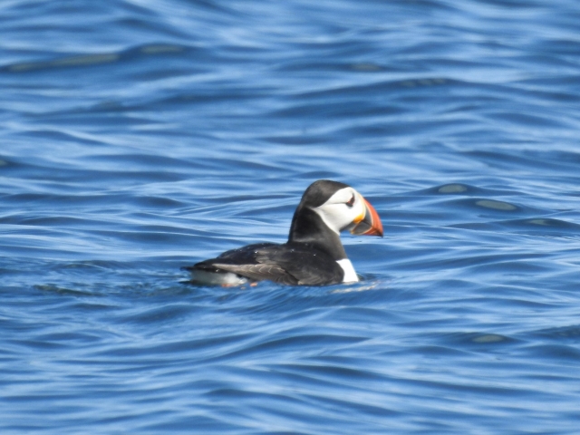  Oiseaux de mer en Cornouailles