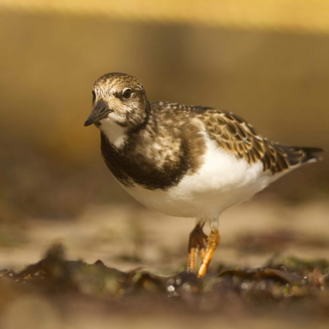 Seabird sightings