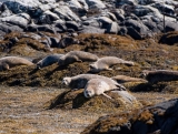 Adult (16yrs+) Cruise to Seal Island for 2h