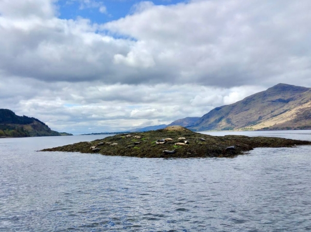  Vue sur l'île aux phoques 