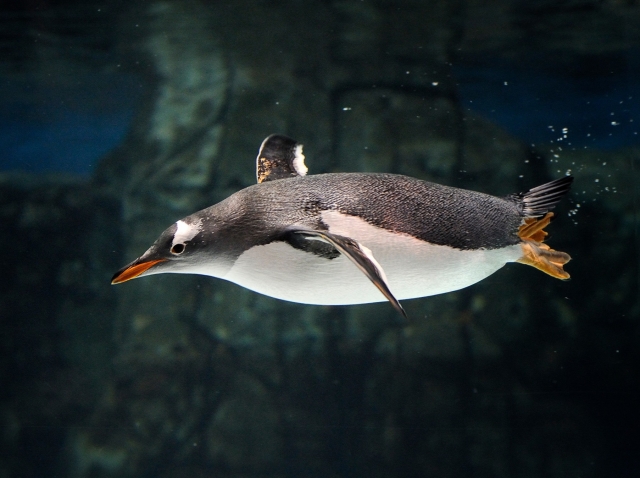 Penguins and marine wildlife