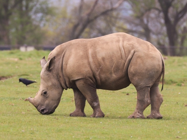  Rhinos em seu grande recinto 