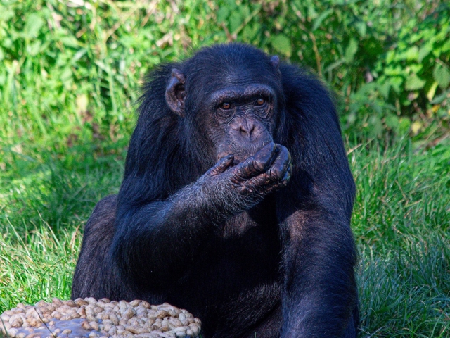  Chimpanzee Alimentação Tempo 