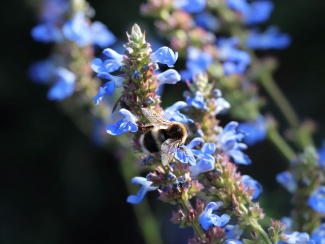  Scopri la natura a Londra