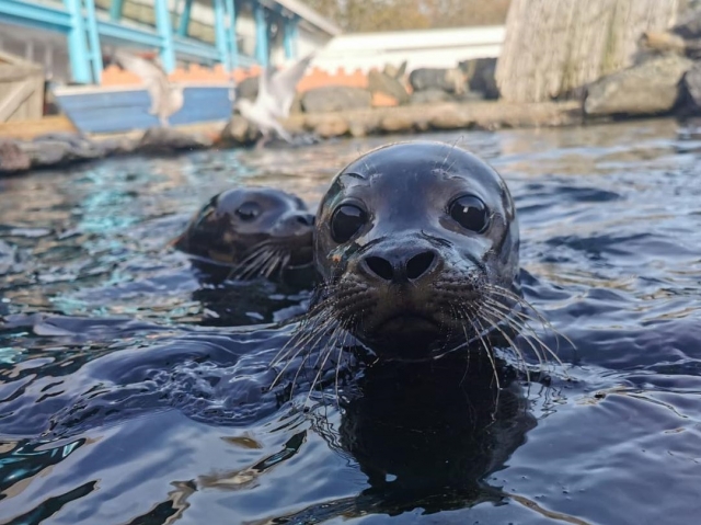  Lontra curiosa 