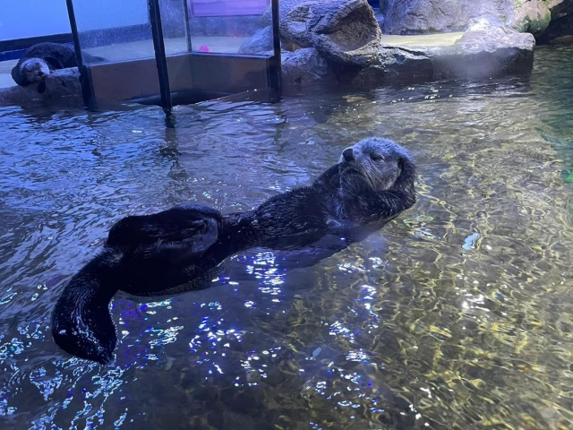  Seeotter