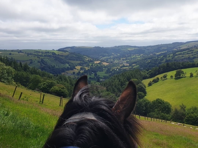  Ver el mundo a través de las orejas de los caballos