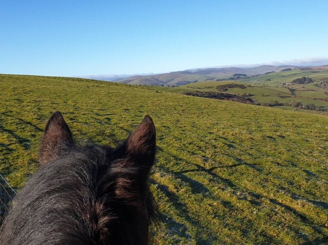  Vue sur le paysage entre les oreilles des chevaux 