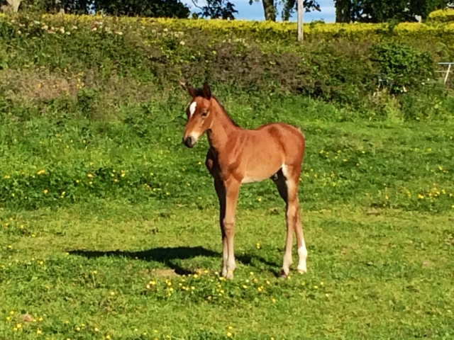 Youthful riding centre!