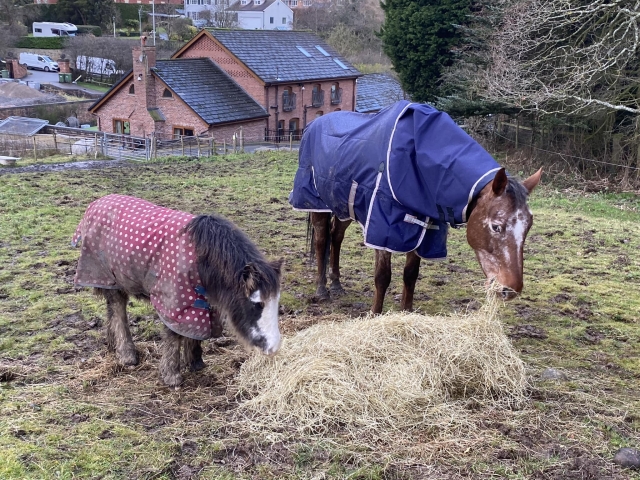 The horses enjoying a snack 