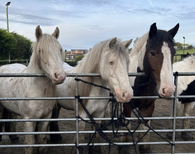 Our horses having a rest after a day playing in the field