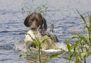 hunting dogs