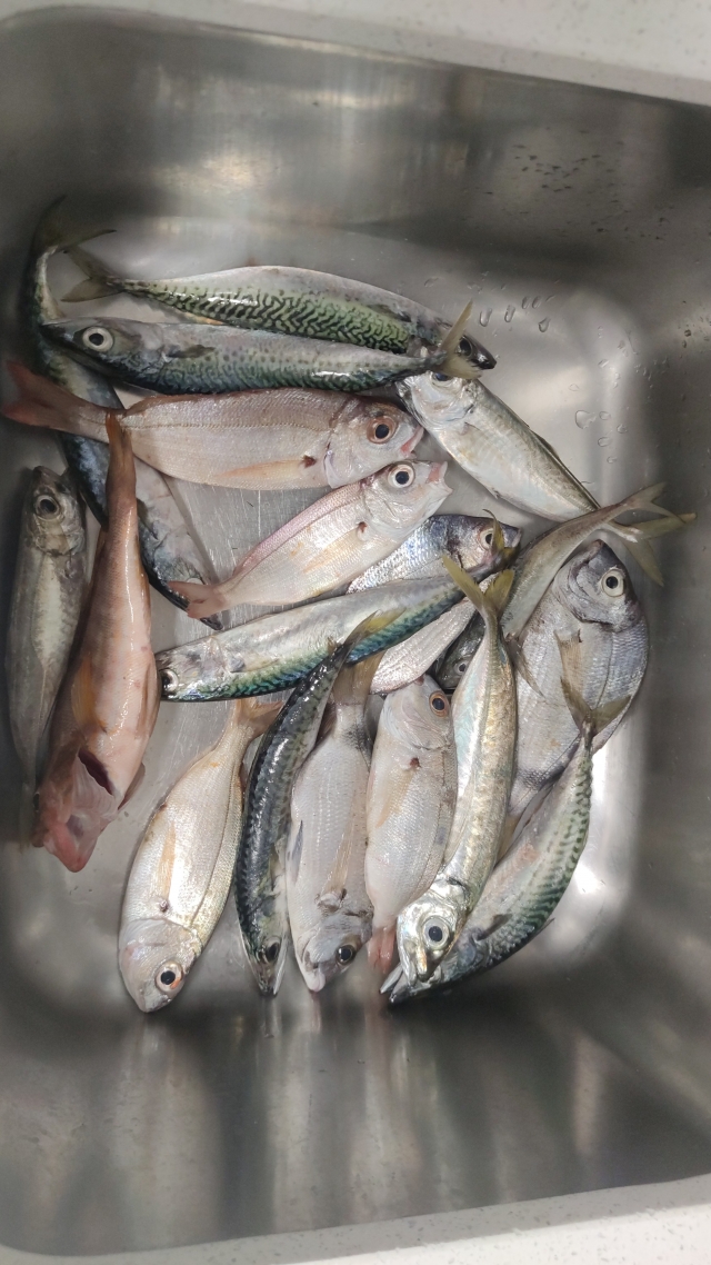 Review of LAURA about Bottom fishing trip from boat Fuengirola 4h