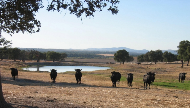 Guided tour of the fighting bull farms Torrejón El Rubio