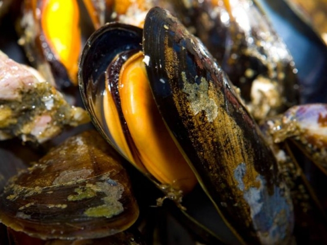 Boat trip through Arousa mussel route 1 hour