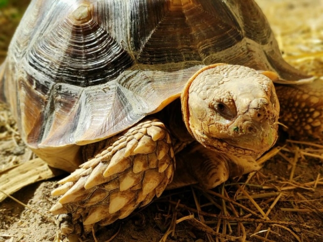 Zoo Koki Adult Tickets - Toledo