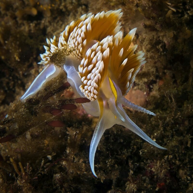 Under the sea 