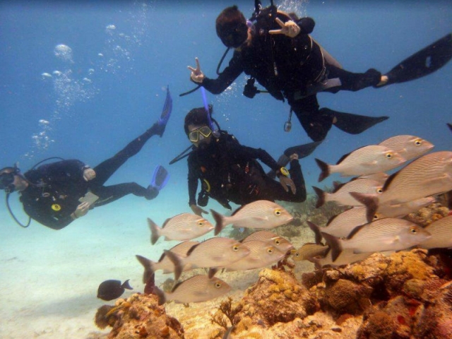Diving in the reefs of Playa del Carmen 