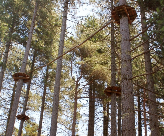 Tree climbing circuit ropes 
