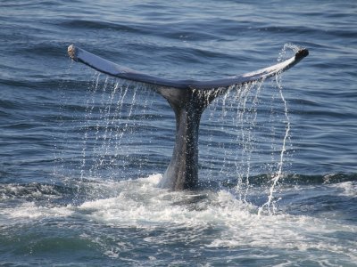 Child Fee - Whale and Dolphin Watching Boat Trip