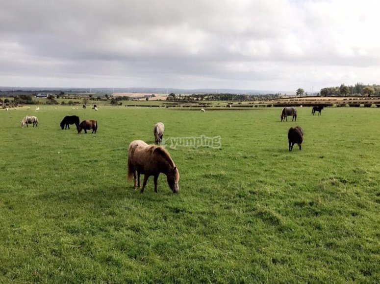 Hooves & Paws, prices and bookings 2024