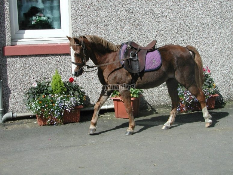 Houston Farm Riding School, prices and bookings 2024